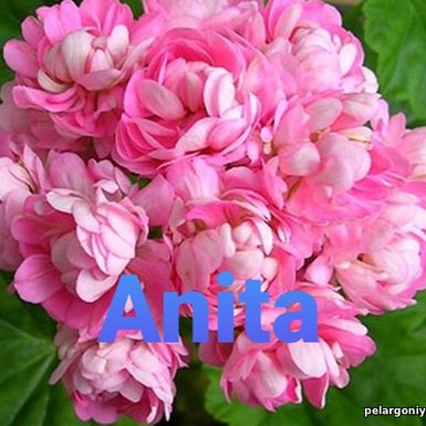 Anita(Анита) Розебудная Пеларгония