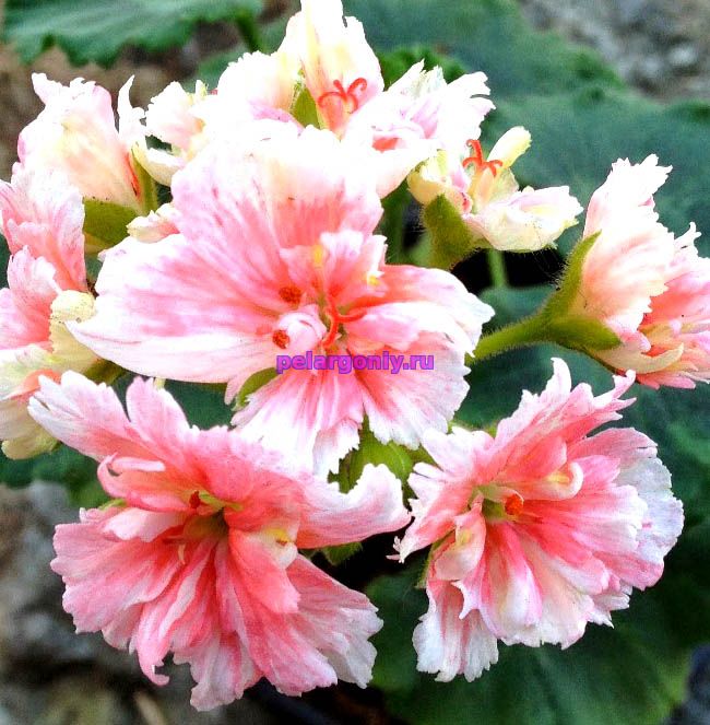 Uyda sochlarni bronzlash