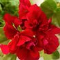 Great Balls of Fire Velvet Red