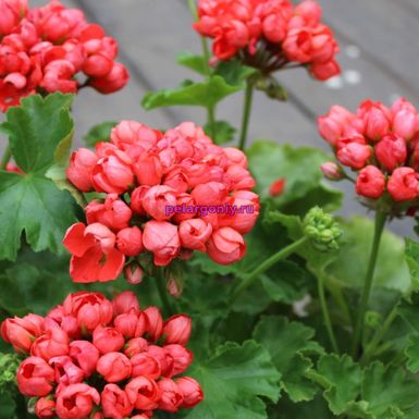 Red Pandora(Ред Пандора) 0.5л