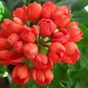 Red Pandora(Ред Пандора) 0.5л