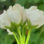Marbacka Tulpan( Марбаска Тюльпан)
