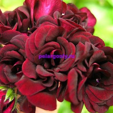 Royal Black Rose (Королевская Чёрная Роза)