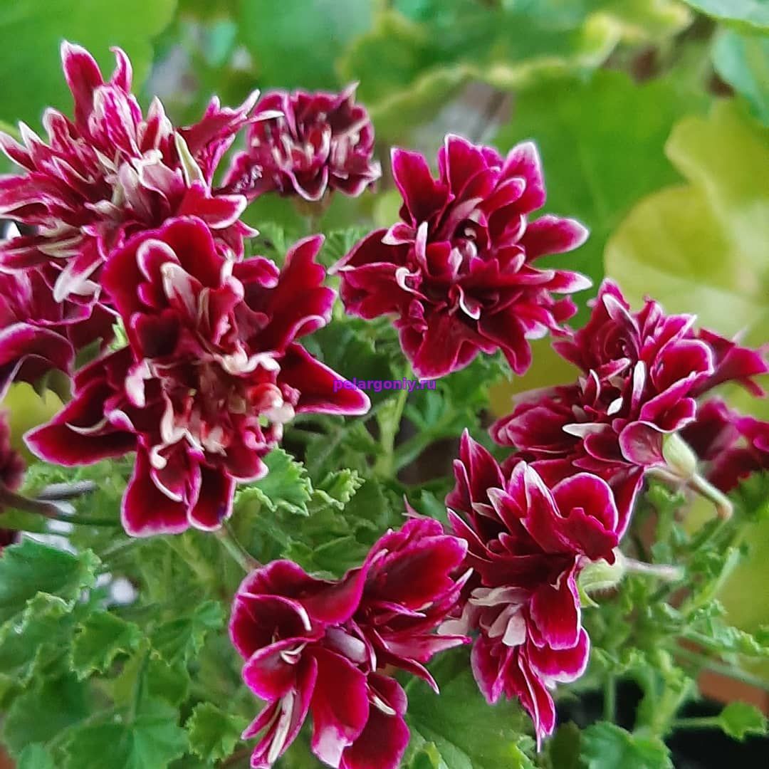 Пеларгония Quantock Double Diamond - описание сорта, характеристики, посадка и уход, отзывы Пеларгония Quantock Double Diamond описание сорта характеристики посадка и уход отзывы