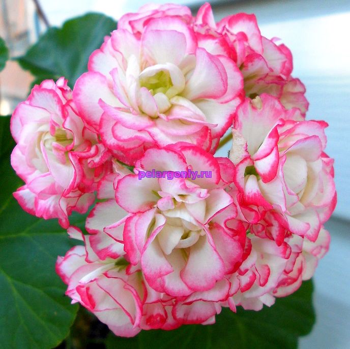 Посадка и уход за пеларгонией Сутарве Клара Сан