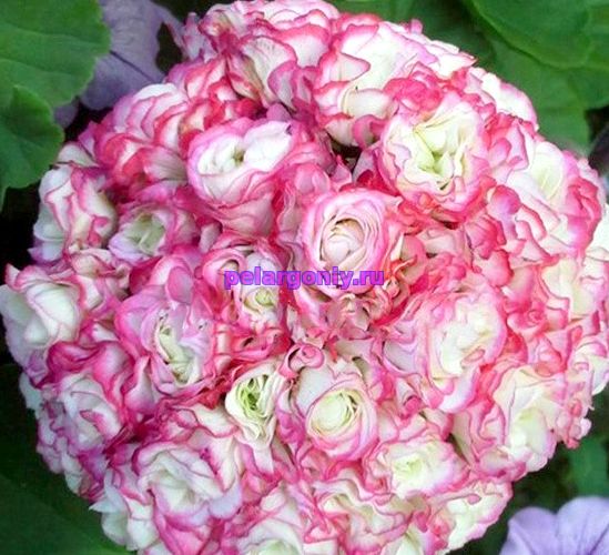 Appleblossom Rosebud - Коллекция Пеларгоний - Цветы от Светланы в Лобне