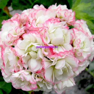 Happy Appleblossom Rosebud - Коллекция Пеларгоний - Цветы от Светланы в  Лобне