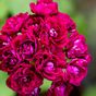 Monseruds Rosen( Монсеруд Розен)