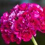 Monseruds Rosen( Монсеруд Розен)