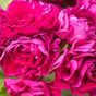 Monseruds Rosen( Монсеруд Розен)