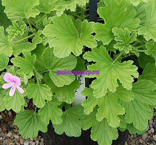 Порно анасы қызы жалайды клитор домашнее лесбиянки