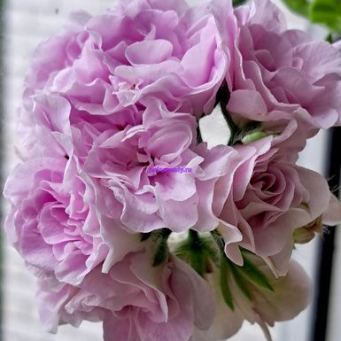 Chiffon