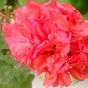 Brookside Tango