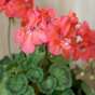 Brookside Tango