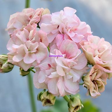 Diaz Arogansia