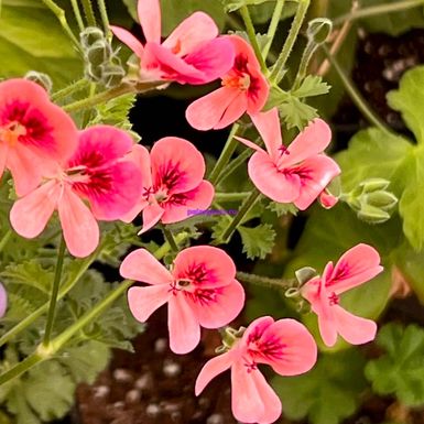 PAC Angeleyes Orange