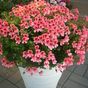 PAC Angeleyes Orange