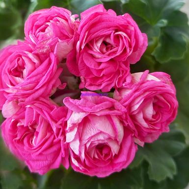 ЮГ Песни Кольцова