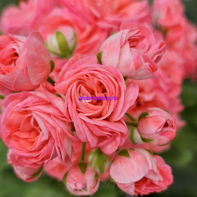 СиМ Капелла