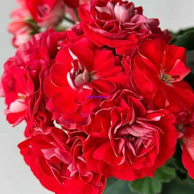 ИВ Розы в серебре