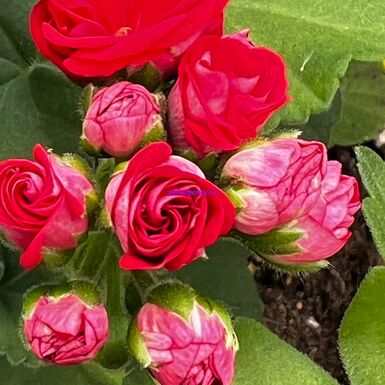 СиМ Модница