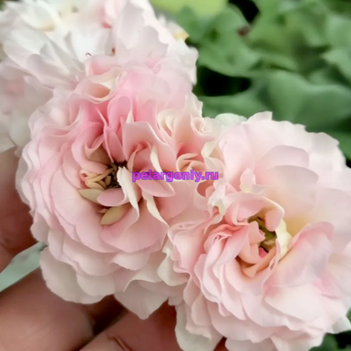 ЭРИК Аврора