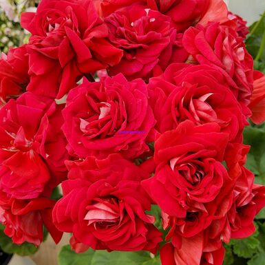 ЮВ Ред Велюр