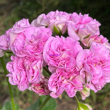 ЮГ Роскошь Лета