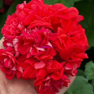 ЮГ Земное Притяжение