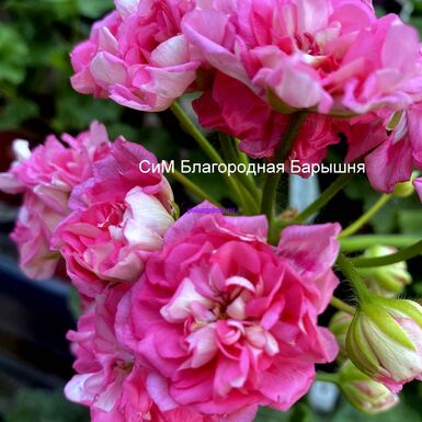 СиМ Благородная Барышня