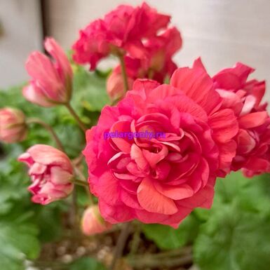 ЛиА ZA Гипноз