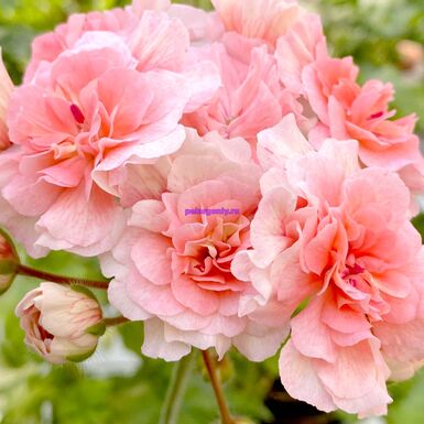 ИВ Эхо Любви