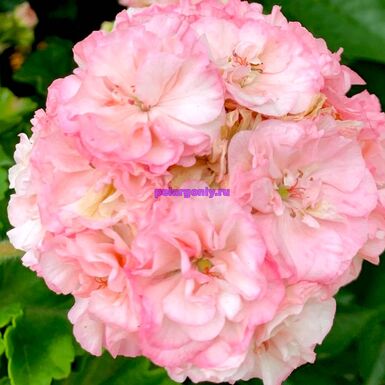 СиМ Карамельный Десерт