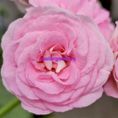 СиМ Валенсия