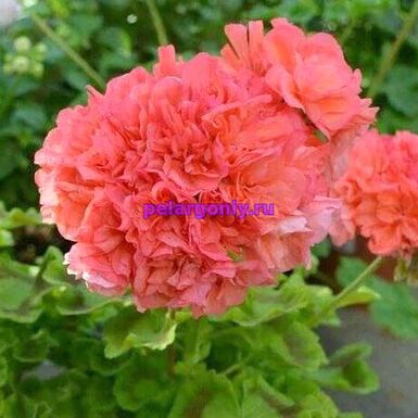 Bold Gold (Болд Голд)