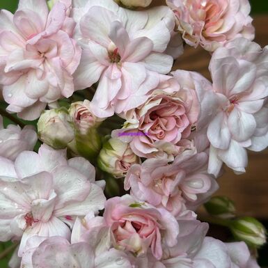 ТА Эльфрида