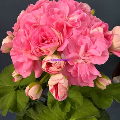 СиМ Сладкие Грезы