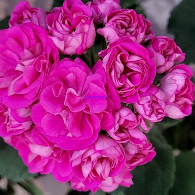 ТА Франсуаза