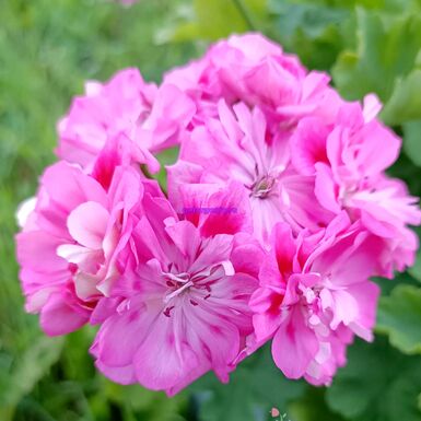 МальТа Аделина