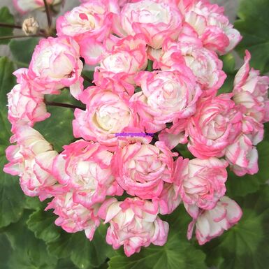 ЮГ Сахарный Щербет