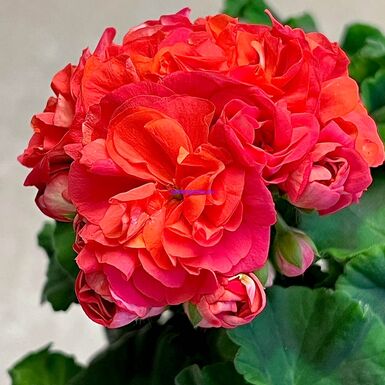 ТА Подарок Амура