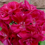 Fée Cerise Polina