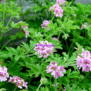 Citronella