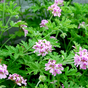 Citronella