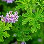 Citronella