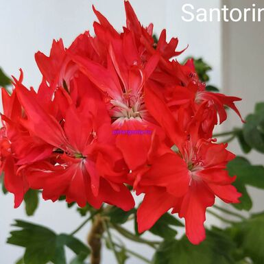 Santorini