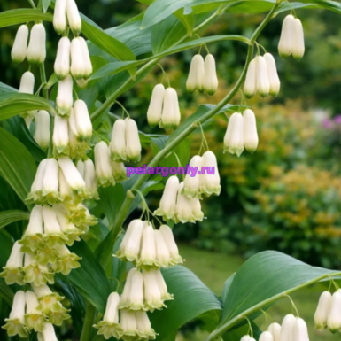 Купена( Ландыш)