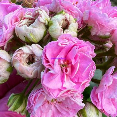 ЭРИК Сакура Суфле🌸
