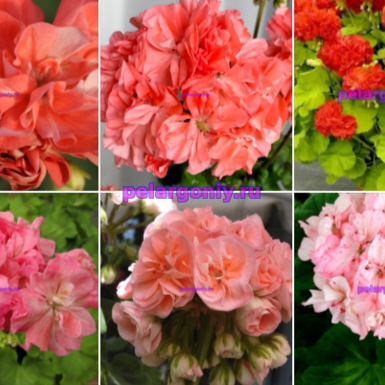 .Набор №4 👍💥🌸🌼🌷
