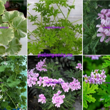 .Набор №5 👍💥🌸🌼🌷